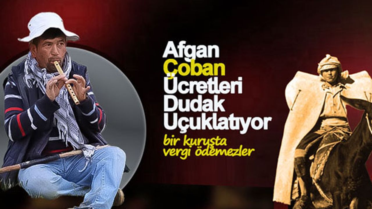 Afgan Çoban Ücretleri Dudak Uçuklatıyor