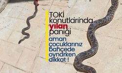 Karaman 4. TOKİ'de Yılan Paniği