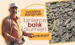 Yeşildere Barajında Binlerce Balık Ölüyor