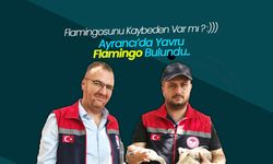 Ayrancı'da Yavru Flamingo Bulundu