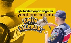 Yaralı Ana Pelikan Emin Ellerde