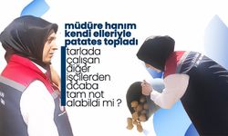 Müdür Bulut, Kendi Elleriyle Patates Topladı