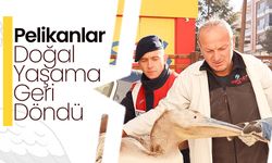 Pelikanlar Doğal Yaşama Geri Döndü