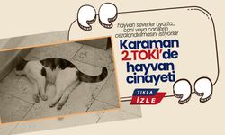 Karaman 2. TOK'de Hayvan Cinayeti