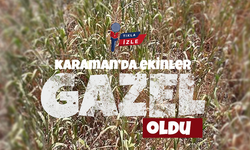 Karaman'da Ekinler Gazel Oldu, Kuraklık Ekinleri Kavurdu