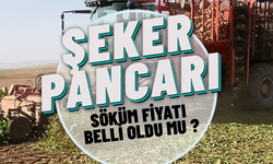 Şeker Pancarı Söküm Fiyatı Belli Oldu mu ?