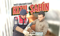 Yaralı "Kızıl Şahin"e Jandarma Şefkati!