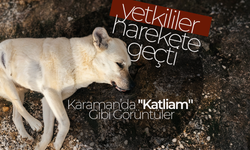 Karaman’da "Katliam" Gibi Görüntüler