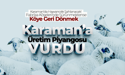 Karaman'da Devlet Kişi Başına 100 Koyun Dağıtacak