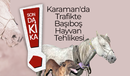 Karaman'da Trafikte Başıboş Hayvan Tehlikesi