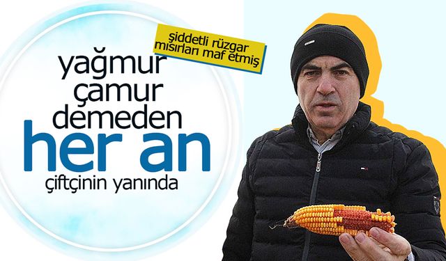 Bu Sene Mısır Üreticilerinin Derdi Bitmiyor