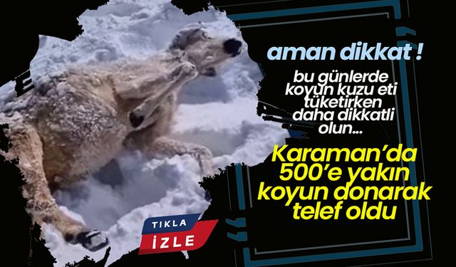 Karaman'da Tipi Felaketi: 500'Yakın  Koyun Donarak Telef Oldu