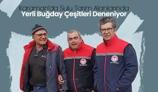 Karaman'da Yerli Buğday Çeşitleri Deneniyor