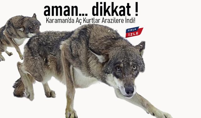 Karaman'da  Aç Kurtlar Arazilere İndi!