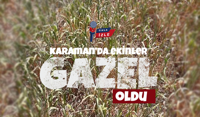 Karaman'da Ekinler Gazel Oldu, Kuraklık Ekinleri Kavurdu