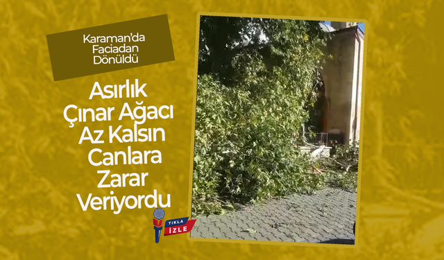 Asırlık Çınar Ağacı Az Kalsın Canlara Zarar Veriyordu