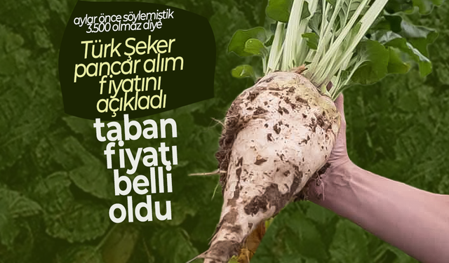 Şeker Pancarı 2025 Alım Fiyatı Açıklandı