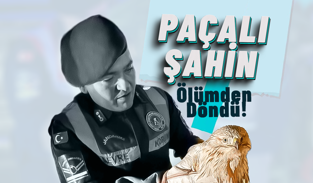 Karaman'da Paçalı Şahin Ölümden Döndü