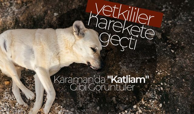 Karaman’da "Katliam" Gibi Görüntüler