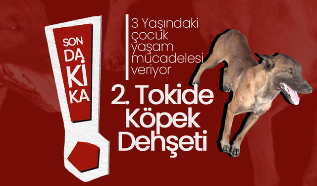 2. Tokide "Belçika Kurdu" Dehşeti