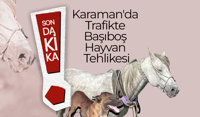 Karaman'da Trafikte Başıboş Hayvan Tehlikesi