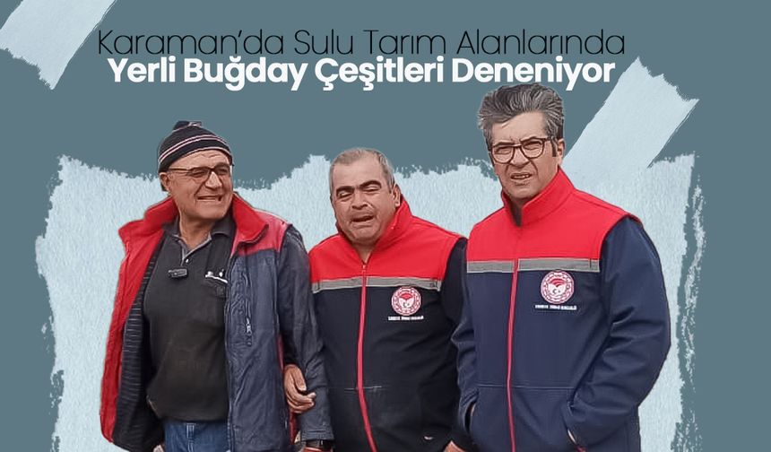 Karaman'da Yerli Buğday Çeşitleri Deneniyor