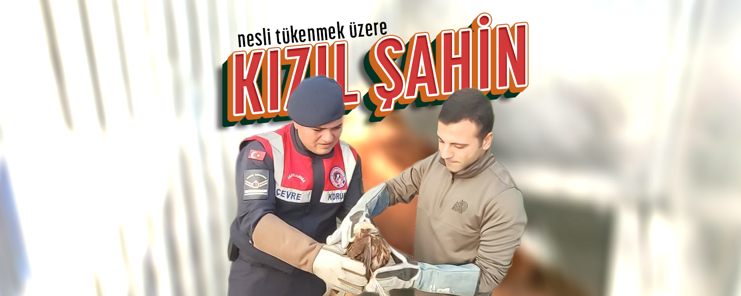 Yaralı "Kızıl Şahin"e Jandarma Şefkati!