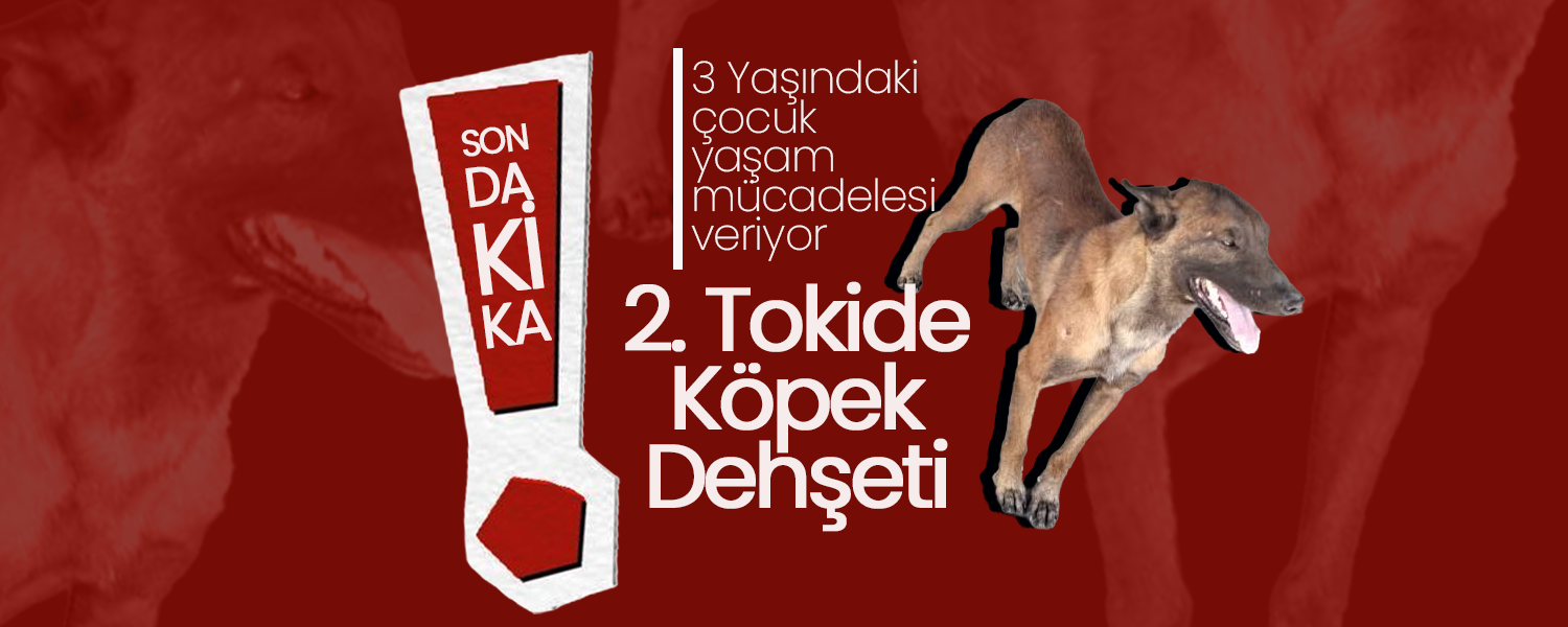 2. Tokide "Belçika Kurdu" Dehşeti