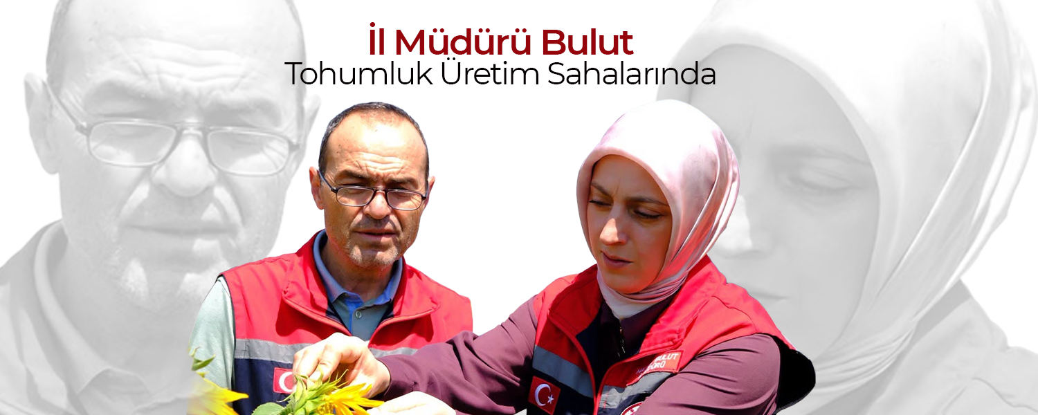 İl Müdürü Bulut Tohumluk Üretim Sahalarında