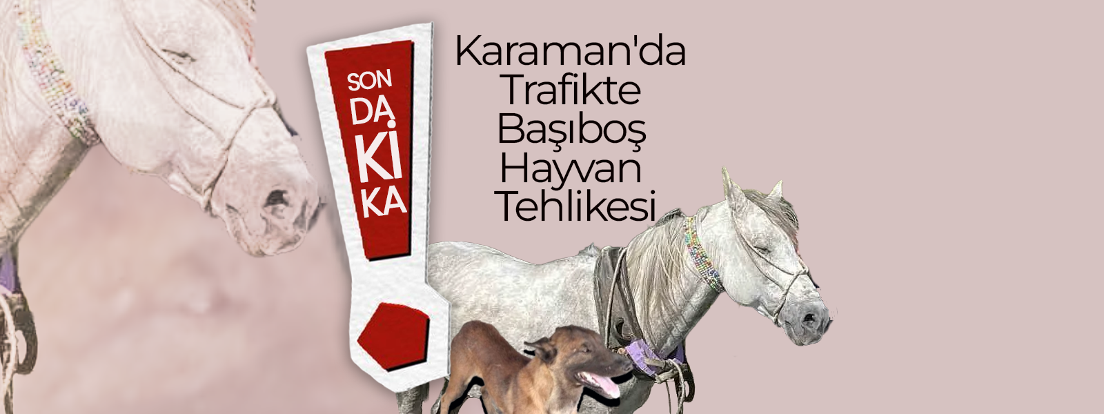 Karaman'da Trafikte Başıboş Hayvan Tehlikesi