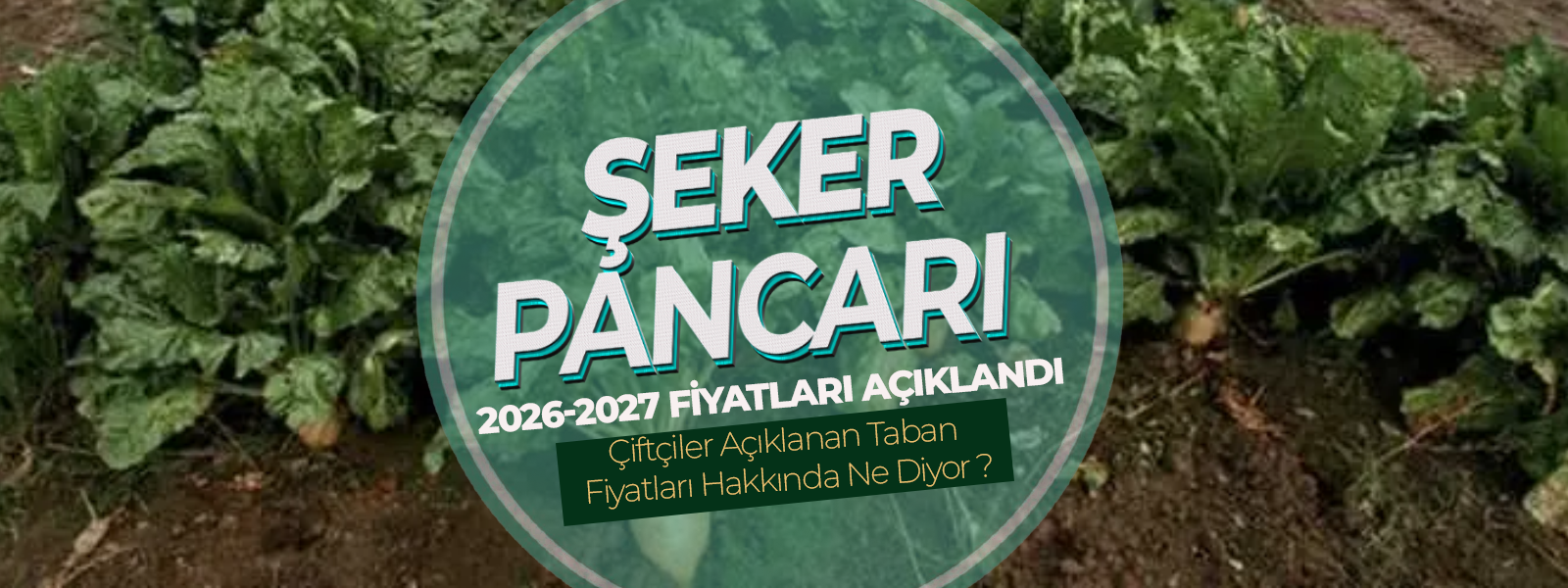 Şeker Pancarı Alım Fiyatı Belli Oldu